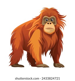 Orangutan illustration on White Background