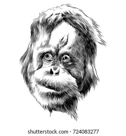 orangutan monkey sketch vector graphics head black-and-white monochrome pattern