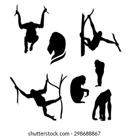  Orangutan monkey vector icons and silhouettes. Set of illustrations in different poses.