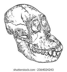 Orangutan skull or Orang-utan skull, monkey skull hand drawn, isolated on white. Drawing sketch of the skull of great ape. Witchcraft, Halloween, occultism, mythology and folklore attribute. Vector.