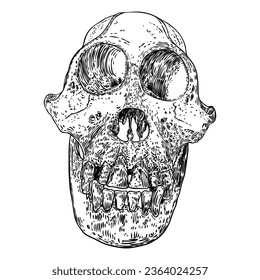 Orangutan skull or Orang-utan skull, monkey skull hand drawn, isolated on white. Drawing sketch of the skull of great ape. Witchcraft, Halloween, occultism, mythology and folklore attribute. Vector.