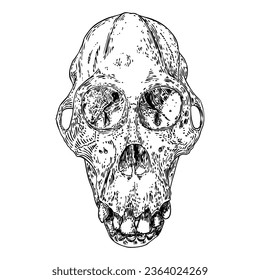 Orangutan skull or Orang-utan skull, monkey skull hand drawn, isolated on white. Drawing sketch of the skull of great ape. Witchcraft, Halloween, occultism, mythology and folklore attribute. Vector.