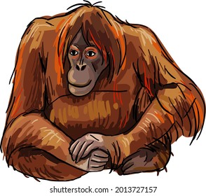 orangutan vector cartoon image isolated