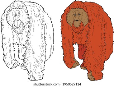 Orangutan vector drawing animal vector drawing, cartoon vector, line art and color