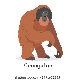 Orangutan vector illustration, cartoon clipart character, animal in flat style. Wild animals, wild creatures, wildlife concept. Bornean orangutan vector design isolated on white background