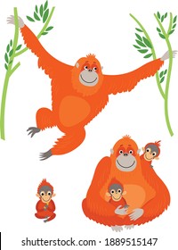 Orangutans. family of monkeys. vector illustration
