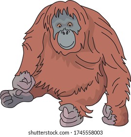 Orangutans are intelligent animals that live in Southeast Asia.