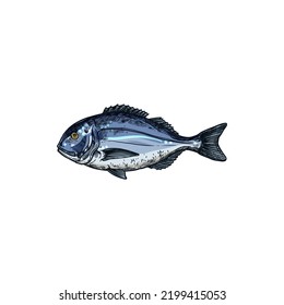 Orata gilt head bream isolated saltwater fish sketch. Vector underwater animal with flounders, seafood. Orata or Dorada fish of bream family Sparidae found in Mediterranean Sea, seam bream