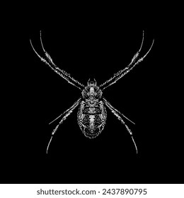 orb weaver hand drawing vector isolated on black background.