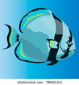 Orbicular batfish illustration. Ocean fish Platax orbicularis