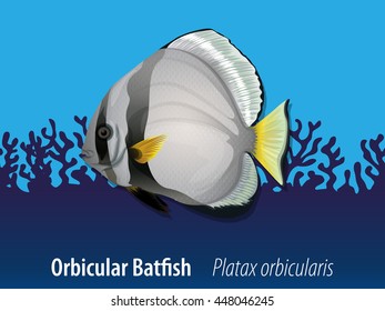 Orbicular batfish under the sea illustration