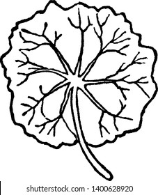 La hoja orbicular es petiolada, circular. Las venas salen centralmente desde la base de la hoja, el dibujo de la línea vintage o la ilustración de grabado.