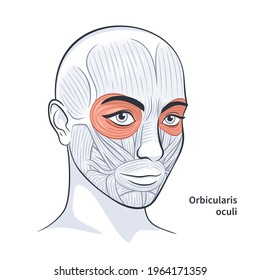 Orbicularis oculi. Músculos faciales de la hembra. Anatomía brillante detallada aislada en una ilustración vectorial de fondo blanco