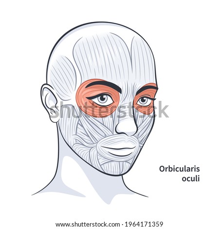Orbicularis oculi. Facial muscles of the female. Detailed bright anatomy isolated on a white background vector illustration
