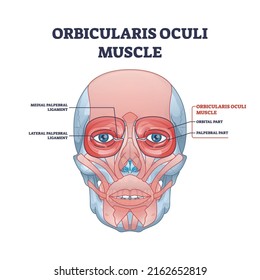 palpebral ligament