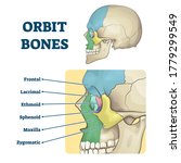 Orbit bones labeled educational anatomical division scheme vector illustration. Face skeleton zones description with frontal, lacrimal, ethmoid, sphenoid, maxilla and zygomatic contours in skull.