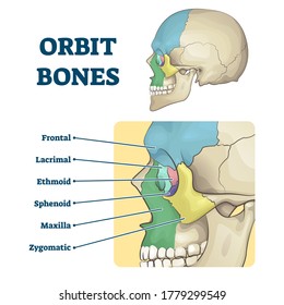 Orbit bones labeled educational anatomical division scheme vector illustration. Face skeleton zones description with frontal, lacrimal, ethmoid, sphenoid, maxilla and zygomatic contours in skull.