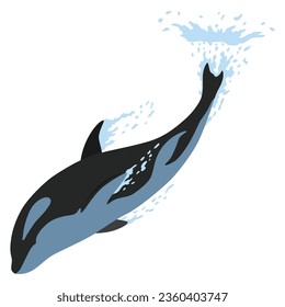 Animación orca en agua. Diseño de animales de dibujos animados. Orquesta de mamíferos oceánicos aislada en un fondo blanco. Salto del asesino de ballenas, ilustración de peces depredadores