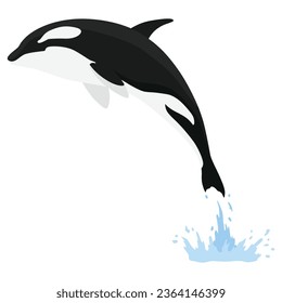 Orca animation in water. Cartoon animal design. Ocean mammal orca isolated on white background. Whale killer jumping, predator fish illustration