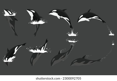 Orca animation in water set. Cartoon animal design. Ocean mammal orca isolated on white background. Whale killer jumping, predator fish illustration