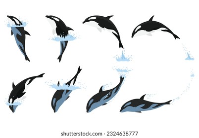 Orca animation in water set. Cartoon animal design. Ocean mammal orca isolated on white background. Whale killer jumping, predator fish illustration