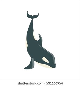 Orca Black And White Arctic Killer Whale Asking For Food, Realistic Aquatic Mammal Vector Drawing