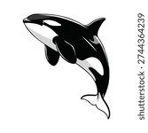 Orca breaching water, black and white cartoon illustration. Marine mammal, aquatic life, ocean dweller, powerful predator, majestic sea creature, playful jumping.