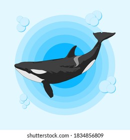 Orca with Bubble in blue sea layer background.