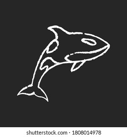 Orca chalk white icon on black background. Dangerous swimming animal, sea life, ocean fauna. Carnivore aquatic creature, underwater predator. Killer whale isolated vector chalkboard illustration