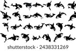 Orca clipart vector illustration, killer whale orca silhouette in various poses, black orca vector isolated on white, Perfect for marine life enthusiasts, educational materials, and ocean designs