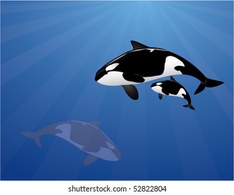 orca family in the ocean