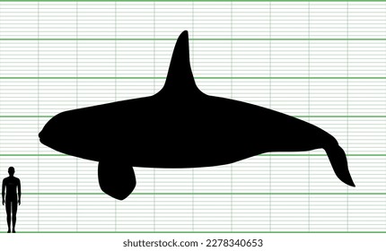 Orca and human size comparison chart