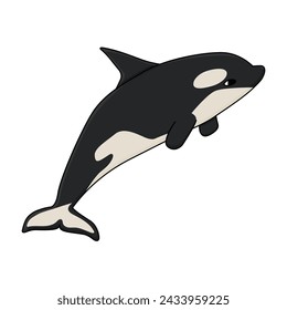 Orca or killer whale, the largest member of the oceanic dolphin family. Vector cartoon hand drawn illustration of the animal in Antarctica. Polar outline childish illustration on white background