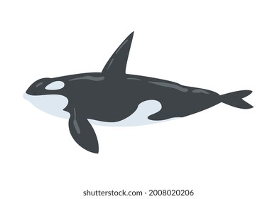 Orca Killer Whale Marine Mammal Fish Animal Cartoon Vector Illustration