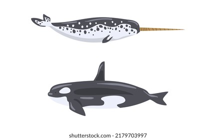Orca or Killer Whale and Narwhal as Arctic Animal and Marine Mammal Vector Set