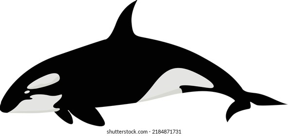 
orca killer whale in the ocean