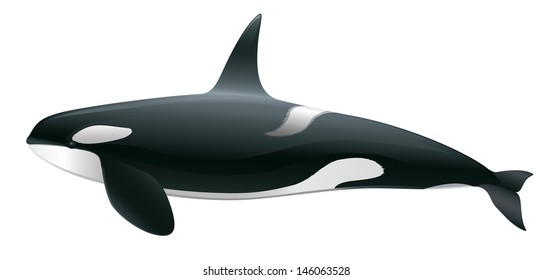 Orca Killer Whale Sea Mammal "Full compatible gradients."