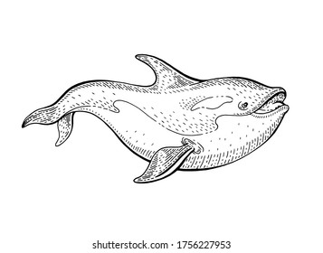 Orca Killer Whale sketch, vintage vector illustration. Sea animal hand drawn line art. Circus whale engraved drawing set. Ocean life black etched design for realistic retro tattoo, poster, banner