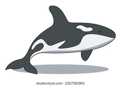 Orca-oder Killer-Wal-Vektorgrafik