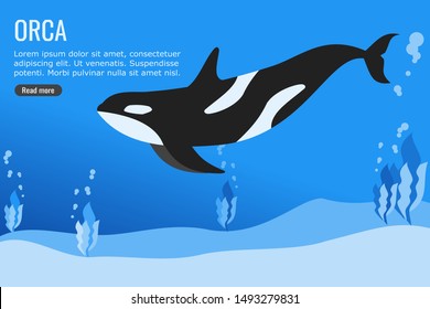 Orca Killer Whale vector illustration design.  Underwater and ocean element.  Can be used for web and mobile development and suitable for infographic