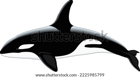 Orca Killer Whale Vector Illustration