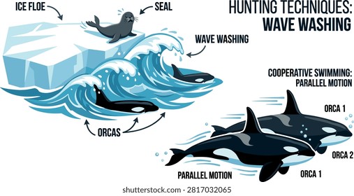Orca Killer Whale Wave Washing Infographic Vector Illustrating Cooperative Hunting Techniques Parallel Motion and Seal Predation on Ice Floe Elements.eps