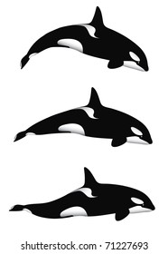 An orca (or killer) whale in 3 different positions, isolated on white. Editable vector illustration.