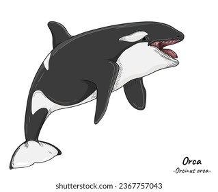 Ilustración orcinus de Orca. Animales marinos aislados. Ilustración de los consumidores de educación terciaria marina. ilustración de ballena asesina.