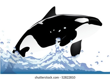 orca swimming in water