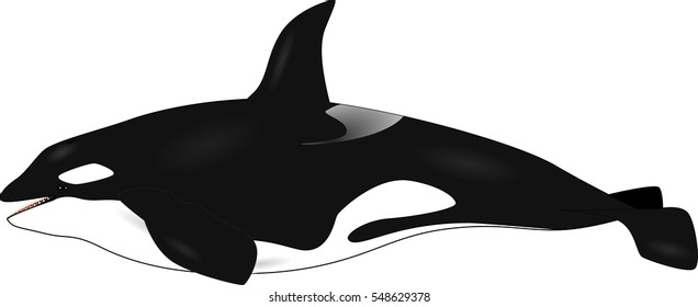 orca - vector illustration