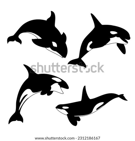 Orca vector illustration. Killer whale silhouette.