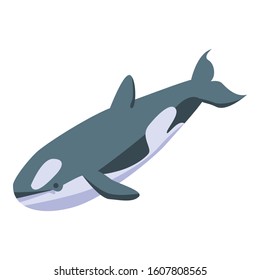 Orca whale icon. Isometric of orca whale vector icon for web design isolated on white background