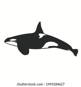 Orca whale or killer whale vector silhouette image as editing material for posters, banners, photos, logos, and others.