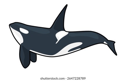 orca whale mammal with white background separate